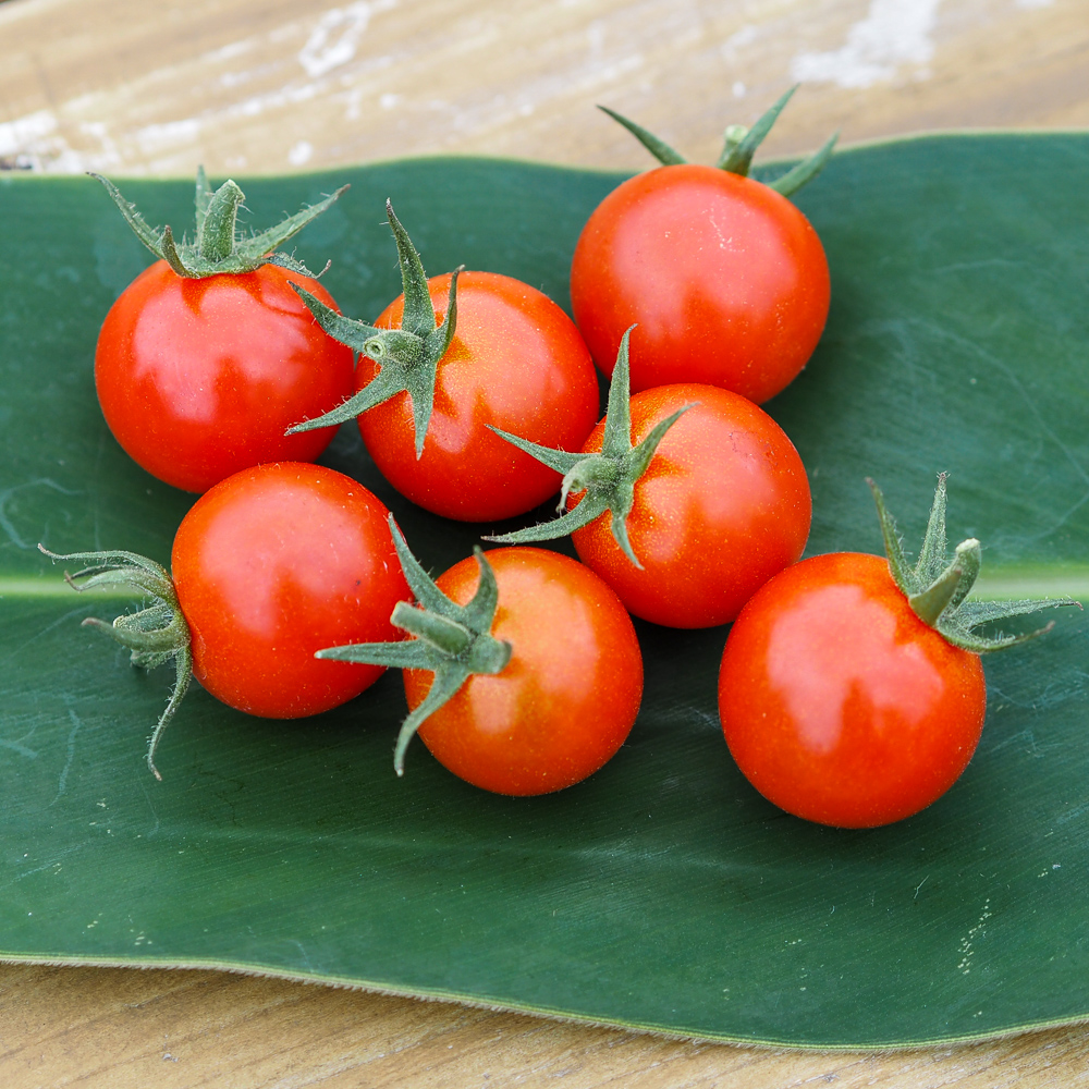 ぴりなファームで採れた新鮮なトマト